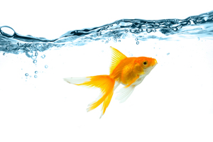 Питьевая вода . Виды бутилированой воды